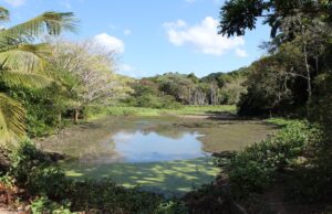Νέα περιβαλλοντική κρίση στη Βραζιλία από τις αποψιλώσεις