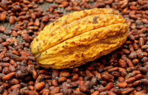 Έρευνα δείχνει ότι το κακάο γεννήθηκε στο Εκουαδόρ