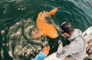Πορτοκαλί καρχαρίας εκπλήσσει στην Κόστα Ρίκα