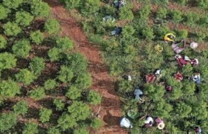 Η Κολομβία εξετάζει το ενδεχόμενο αεροψεκασμού από τον στρατό για τις ναρκω-καλλιέργειες