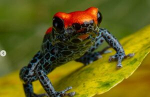 Νέο μικροσκοπικό είδος βατράχου προκαλεί ενδιαφέρον στο Περού