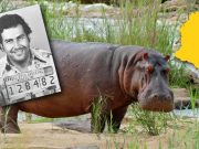 Κανείς δεν θέλει τους ιπποπόταμους του Πάμπλο Εσκομπάρ