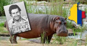 Κανείς δεν θέλει τους ιπποπόταμους του Πάμπλο Εσκομπάρ