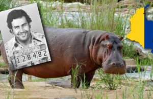 Κανείς δεν θέλει τους ιπποπόταμους του Πάμπλο Εσκομπάρ